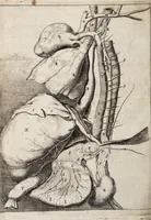 An illustration from Novus ductus chyliferus. Nunc primum delineatus, descriptus et eruditorum examini expositus ... (1652)