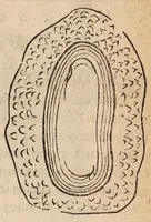 An illustration from Historiarum anatomicarum rariorum centuria I et II (1654)