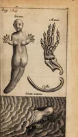 An illustration from Historiarum anatomicarum rariorum centuria I et II (1654)