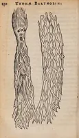 Picture 6 of 6 from Historiarum anatomicarum rariorum centuria I et II (1654), leaf 262