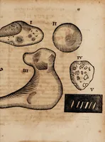 An illustration from Oryktographia Hildesheimensis : sive, admirandorum fossilium, quae in tractu Hildesheimensi reperiuntur, descriptio iconibus illustrata, cui addita sunt alia de calculis de fontibus, &c. (1669)