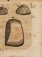 An illustration from Oryktographia Hildesheimensis : sive, admirandorum fossilium, quae in tractu Hildesheimensi reperiuntur, descriptio iconibus illustrata, cui addita sunt alia de calculis de fontibus, &c. (1669)