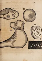 An illustration from Oryktographia Hildesheimensis : sive, admirandorum fossilium, quae in tractu Hildesheimensi reperiuntur, descriptio iconibus illustrata, cui addita sunt alia de calculis de fontibus, &c. (1669)