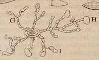 An illustration from Ontledingen en ontdekkingen van de onsigtbare verborgentheden; vervat in verscheyde brieven, (1685)