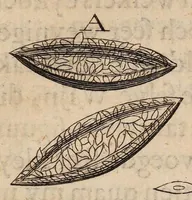 An illustration from Ontledingen en ontdekkingen van de onsigtbare verborgentheden; vervat in verscheyde brieven, (1685)