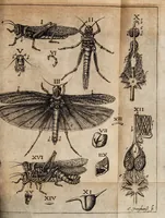 An illustration from Phaenomena locustarum, praecipue nuperrimarum (1693)