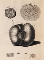 Picture 2 of 3 from Johannis Gaubii epistola problematica, prima [-tertia] (1696), leaf 40