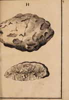 Picture 1 of 8 from Dissertazione epistolare del fosforo minerale ò sia della pietra illuminabile bolognese (1698), leaf 47
