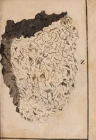 An illustration from Dissertazione epistolare del fosforo minerale ò sia della pietra illuminabile bolognese (1698)