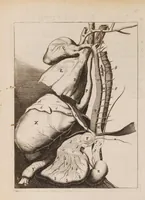 An illustration from Generosiss. nobiliss. expertissimique Di. Di. Ludovici de Bils à Coppensdamme, Bonem, &c. Di. Responsio ad admonitiones Di. Johannis ab Horne in Academiâ Lugd-Bat. anatomes ac chirurgiae profess. ordinarii : ut & ad animadversiones Di. Pauli Barbette medici Amstelodamensis in anatomica Bilsiana. (1661)