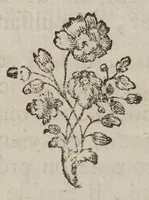 An illustration from Le ventriloque ou l'engastrimythe (1772)