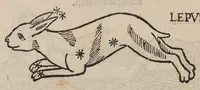 Picture 18 of 21 from Higinius de stellis (1513), leaf 80