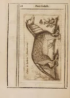 An illustration from Hyaena odorifera (1638)