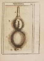 Picture 4 of 4 from Hyaena odorifera (1638), leaf 35