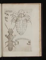 An illustration from Esperienze intorno alla generazione degl'insetti (1688)
