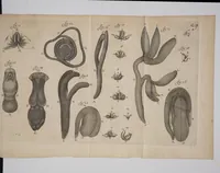 An illustration from Continuatio epistolarum, datarum ad ... Regiam Societatem Londinensem (1689)