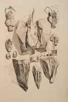 Picture 1 of 9 from Ontleding des menschelyken lichaams ... (1690), leaf 100