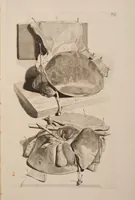 Picture 4 of 9 from Ontleding des menschelyken lichaams ... (1690), leaf 140