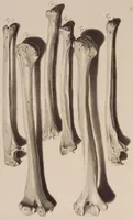 An illustration from Ontleding des menschelyken lichaams ... (1690)