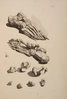 Picture 8 of 9 from Ontleding des menschelyken lichaams ... (1690), leaf 354