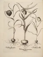Picture 4 of 14 from Hortus Eystettensis, siue, Diligens et accurata omnium plantarum, florum, stirpium, ex variis orbis terræ partibus, singulari studio collectarum, quæ in celeberrimis viridariis arcem episcopalem ibidem cingentibus, hoc tempore conspiciuntur, delineatio et aduiuum repræsentatio (1613), leaf 136