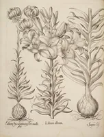 An illustration from Hortus Eystettensis, siue, Diligens et accurata omnium plantarum, florum, stirpium, ex variis orbis terræ partibus, singulari studio collectarum, quæ in celeberrimis viridariis arcem episcopalem ibidem cingentibus, hoc tempore conspiciuntur, delineatio et aduiuum repræsentatio (1613)