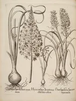 Picture 6 of 14 from Hortus Eystettensis, siue, Diligens et accurata omnium plantarum, florum, stirpium, ex variis orbis terræ partibus, singulari studio collectarum, quæ in celeberrimis viridariis arcem episcopalem ibidem cingentibus, hoc tempore conspiciuntur, delineatio et aduiuum repræsentatio (1613), leaf 214