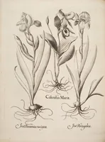 An illustration from Hortus Eystettensis, siue, Diligens et accurata omnium plantarum, florum, stirpium, ex variis orbis terræ partibus, singulari studio collectarum, quæ in celeberrimis viridariis arcem episcopalem ibidem cingentibus, hoc tempore conspiciuntur, delineatio et aduiuum repræsentatio (1613)
