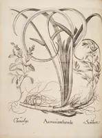 Picture 8 of 14 from Hortus Eystettensis, siue, Diligens et accurata omnium plantarum, florum, stirpium, ex variis orbis terræ partibus, singulari studio collectarum, quæ in celeberrimis viridariis arcem episcopalem ibidem cingentibus, hoc tempore conspiciuntur, delineatio et aduiuum repræsentatio (1613), leaf 284