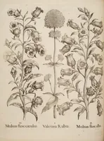 Picture 9 of 14 from Hortus Eystettensis, siue, Diligens et accurata omnium plantarum, florum, stirpium, ex variis orbis terræ partibus, singulari studio collectarum, quæ in celeberrimis viridariis arcem episcopalem ibidem cingentibus, hoc tempore conspiciuntur, delineatio et aduiuum repræsentatio (1613), leaf 356
