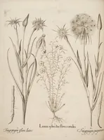 Picture 10 of 14 from Hortus Eystettensis, siue, Diligens et accurata omnium plantarum, florum, stirpium, ex variis orbis terræ partibus, singulari studio collectarum, quæ in celeberrimis viridariis arcem episcopalem ibidem cingentibus, hoc tempore conspiciuntur, delineatio et aduiuum repræsentatio (1613), leaf 376
