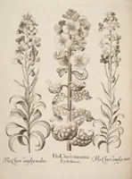Picture 11 of 14 from Hortus Eystettensis, siue, Diligens et accurata omnium plantarum, florum, stirpium, ex variis orbis terræ partibus, singulari studio collectarum, quæ in celeberrimis viridariis arcem episcopalem ibidem cingentibus, hoc tempore conspiciuntur, delineatio et aduiuum repræsentatio (1613), leaf 394
