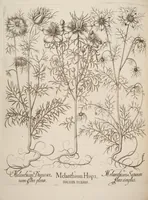 Picture 12 of 14 from Hortus Eystettensis, siue, Diligens et accurata omnium plantarum, florum, stirpium, ex variis orbis terræ partibus, singulari studio collectarum, quæ in celeberrimis viridariis arcem episcopalem ibidem cingentibus, hoc tempore conspiciuntur, delineatio et aduiuum repræsentatio (1613), leaf 404