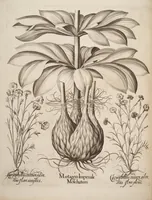 An illustration from Hortus Eystettensis, siue, Diligens et accurata omnium plantarum, florum, stirpium, ex variis orbis terræ partibus, singulari studio collectarum, quæ in celeberrimis viridariis arcem episcopalem ibidem cingentibus, hoc tempore conspiciuntur, delineatio et aduiuum repræsentatio (1613)