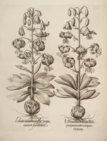 Picture 14 of 14 from Hortus Eystettensis, siue, Diligens et accurata omnium plantarum, florum, stirpium, ex variis orbis terræ partibus, singulari studio collectarum, quæ in celeberrimis viridariis arcem episcopalem ibidem cingentibus, hoc tempore conspiciuntur, delineatio et aduiuum repræsentatio (1613), leaf 432