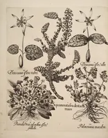 An illustration from Hortus Eystettensis, siue, Diligens et accurata omnium plantarum, florum, stirpium, ex variis orbis terræ partibus, singulari studio collectarum, quæ in celeberrimis viridariis arcem episcopalem ibidem cingentibus, hoc tempore conspiciuntur, delineatio et aduiuum repræsentatio (1613)