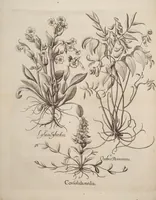 An illustration from Hortus Eystettensis, siue, Diligens et accurata omnium plantarum, florum, stirpium, ex variis orbis terræ partibus, singulari studio collectarum, quæ in celeberrimis viridariis arcem episcopalem ibidem cingentibus, hoc tempore conspiciuntur, delineatio et aduiuum repræsentatio (1613)
