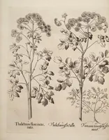 Picture 3 of 14 from Hortus Eystettensis, siue, Diligens et accurata omnium plantarum, florum, stirpium, ex variis orbis terræ partibus, singulari studio collectarum, quæ in celeberrimis viridariis arcem episcopalem ibidem cingentibus, hoc tempore conspiciuntur, delineatio et aduiuum repræsentatio (1613), leaf 68