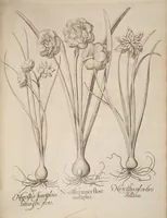 An illustration from Hortus Eystettensis, siue, Diligens et accurata omnium plantarum, florum, stirpium, ex variis orbis terræ partibus, singulari studio collectarum, quæ in celeberrimis viridariis arcem episcopalem ibidem cingentibus, hoc tempore conspiciuntur, delineatio et aduiuum repræsentatio (1613)