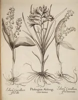An illustration from Hortus Eystettensis, siue, Diligens et accurata omnium plantarum, florum, stirpium, ex variis orbis terræ partibus, singulari studio collectarum, quæ in celeberrimis viridariis arcem episcopalem ibidem cingentibus, hoc tempore conspiciuntur, delineatio et aduiuum repræsentatio (1613)