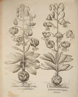 An illustration from Hortus Eystettensis, siue, Diligens et accurata omnium plantarum, florum, stirpium, ex variis orbis terræ partibus, singulari studio collectarum, quæ in celeberrimis viridariis arcem episcopalem ibidem cingentibus, hoc tempore conspiciuntur, delineatio et aduiuum repræsentatio (1613)