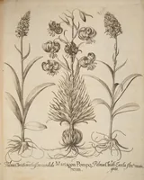 An illustration from Hortus Eystettensis, siue, Diligens et accurata omnium plantarum, florum, stirpium, ex variis orbis terræ partibus, singulari studio collectarum, quæ in celeberrimis viridariis arcem episcopalem ibidem cingentibus, hoc tempore conspiciuntur, delineatio et aduiuum repræsentatio (1613)