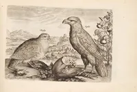Picture 1 of 12 from Avium vivae icones, in aes (1610), leaf 13