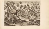 Picture 2 of 12 from Avium vivae icones, in aes (1610), leaf 15