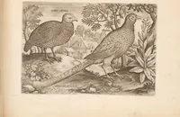 An illustration from Avium vivae icones, in aes (1610)