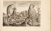 An illustration from Avium vivae icones, in aes (1610)