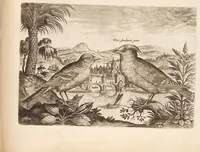 Picture 6 of 12 from Avium vivae icones, in aes (1610), leaf 23