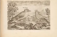 An illustration from Avium vivae icones, in aes (1610)