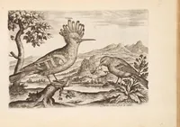 An illustration from Avium vivae icones, in aes (1610)