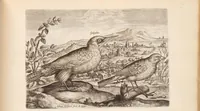 Picture 10 of 12 from Avium vivae icones, in aes (1610), leaf 37